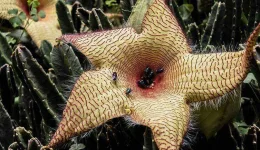 Carrion plant two-column.jpg.thumb.768.768.webp Carrion plant two-column.jpg.thumb.768.768.webp