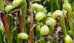 Cobra lily two-column.jpg.thumb.768.768.webp Cobra lily two-column.jpg.thumb.768.768.webp