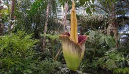 Corpse flower two-column.jpg.thumb.768.768.webp Corpse flower two-column.jpg.thumb.768.768.webp
