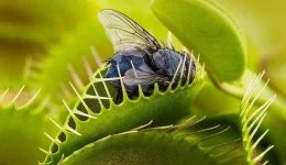 Venus flytrap two-column.jpg.thumb.768.768.webp Venus flytrap two-column.jpg.thumb.768.768.webp
