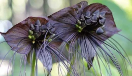 Bat flower two-column.jpg.thumb.768.768.webp Bat flower two-column.jpg.thumb.768.768.webp