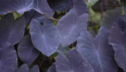 Black Magic Elephant Ears two-column.jpg.thumb.768.768.webp Black Magic Elephant Ears two-column.jpg.thumb.768.768.webp
