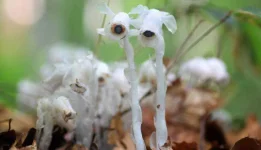 Ghost plant Monotropa uniflora two-column.jpg.thumb.768.768.webp Ghost plant Monotropa uniflora two-column.jpg.thumb.768.768.webp