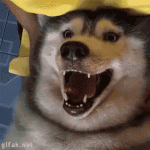 husky-dog.gif
