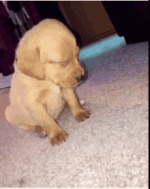 dog-sleep.gif