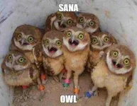 sana-owl.webp