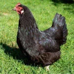Black-Australorp-Chickens-1.webp