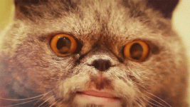 tumblr_nlp1s6Yoti1s9yr5uo1_500.gif