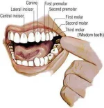 teeth.jpg