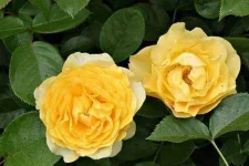 Julia-Child-Rose.jpg Julia-Child-Rose.jpg