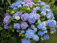 Hydrangea.jpg Hydrangea.jpg