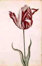 17th-Century-Semper-Augustus.jpg