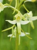 Hochstetters-Butterfly-Orchid.jpg