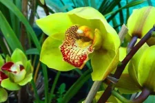 Shenzhen-Nongke-Orchid.jpg