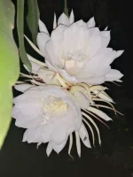 The-Kadupul-Flower.jpg The-Kadupul-Flower.jpg