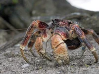 robber-crab.webp robber-crab.webp