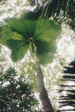 tree-human-sized-leaves-amazon-21057528266461360208.webp tree-human-sized-leaves-amazon-21057528266461360208.webp