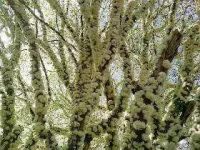 Jabuticaba 10.jpg Jabuticaba 10.jpg