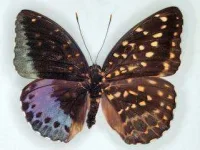 Lpardalisspecimenoriginal-1024x770.jpg Lpardalisspecimenoriginal-1024x770.jpg
