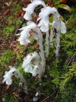 Indian_pipe_PDB.jpeg Indian_pipe_PDB.jpeg