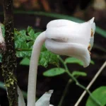Monotropa_uniflora_Gary_Monroe3.webp Monotropa_uniflora_Gary_Monroe3.webp