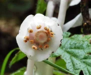 Monotropa_uniflora_Gary_Monroe2.webp Monotropa_uniflora_Gary_Monroe2.webp