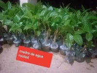 1651649690328.webp