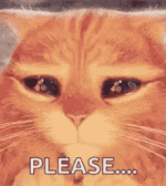 please-cat.gif