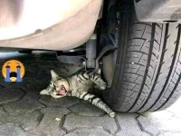 FB_IMG_16554482110796208.webp FB_IMG_16554482110796208.webp