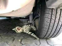 FB_IMG_16554482154806476.webp FB_IMG_16554482154806476.webp