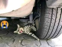 FB_IMG_16554482224497912.webp FB_IMG_16554482224497912.webp