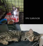 fpv survivor.webp
