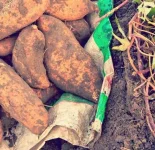 How-Sweet-Potatoes-Saved-Japan-640x620.webp How-Sweet-Potatoes-Saved-Japan-640x620.webp