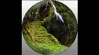 Forest Example.gif