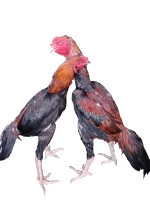 received_1366803650478927.webp