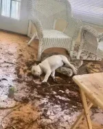 1658201072167.webp