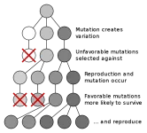 800px-Mutation_and_selection_diagram.svg.webp