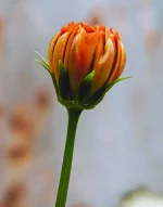 IMG_20220728_111128.webp