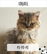cat-calling-in-different-languages-13-57a49e566feb6__605.webp