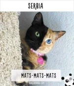 cat-calling-in-different-languages-serbia-57a731a47dc01__605.webp