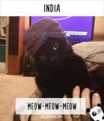 how-people-call-cats-in-india.webp