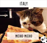 how-people-call-cats-in-italy.webp