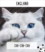 how-people-call-cats-in-england.webp