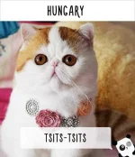 cat-calling-in-different-languages-11-57a49e51b26bb__605.webp