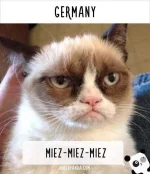 how-people-call-cats-in-germany.webp