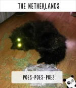 how-people-call-cats-in-netherlands.webp