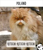 how-people-call-cats-in-poland-1.webp