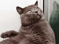 vet-visit-cat-01.webp