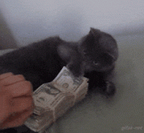 200.gif 200.gif