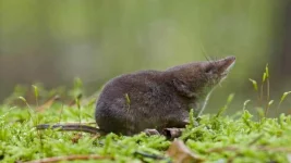 spitzmaus (1).webp